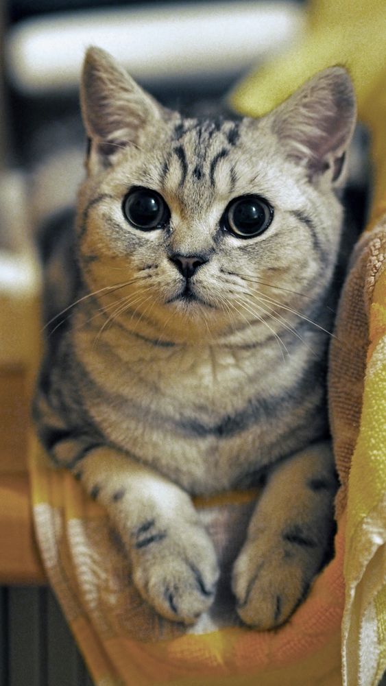 Süße Katze beim relaxen Foto & Bild | tiere, haustiere, katzen Bilder