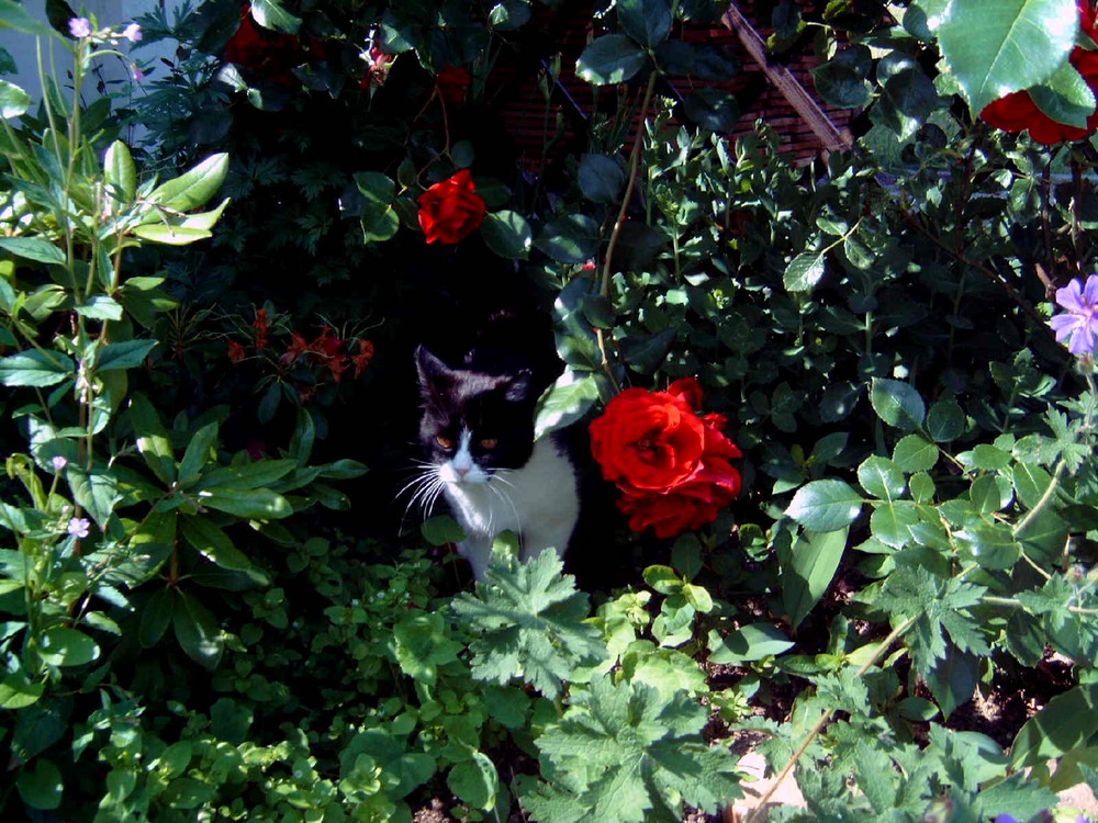 süße Katze mit roter Rose....