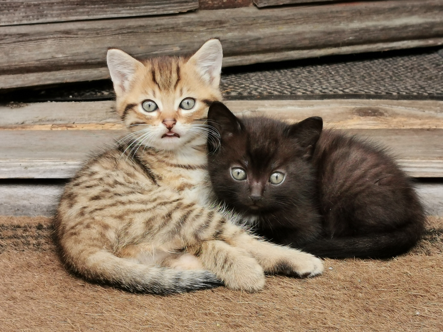 Süsse Katzenbaby 2 Foto & Bild | tiere, haustiere, katzen Bilder auf