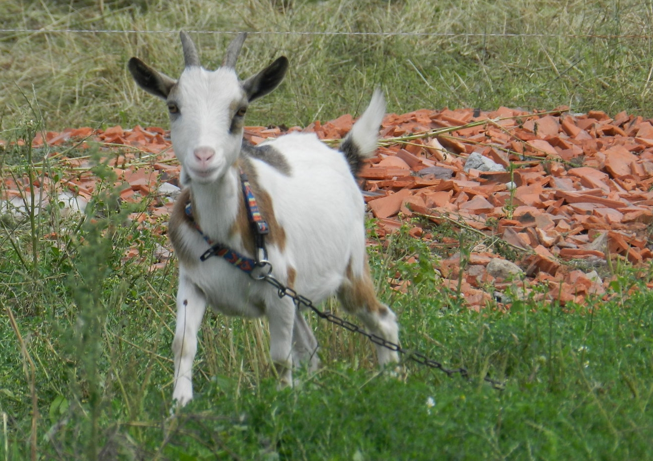 Susse Kleine Einsame Ziege Foto Bild Tiere Haustiere Sonstige Bilder Auf Fotocommunity
