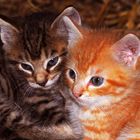 süße kleine Kätzchen