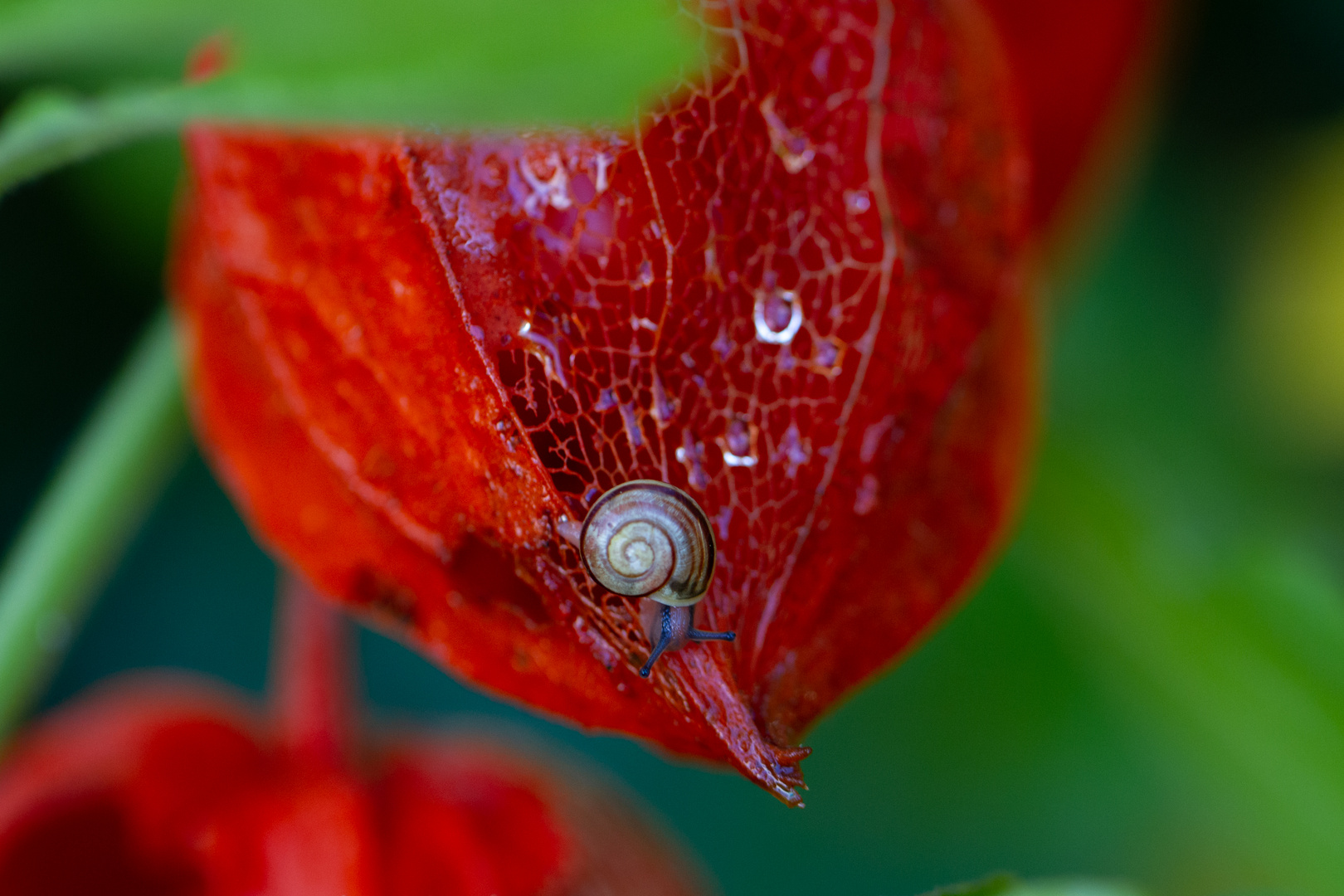 Süße kleine Schnecke