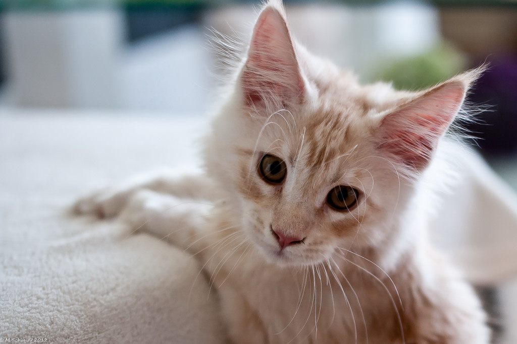 Süße Main Coon