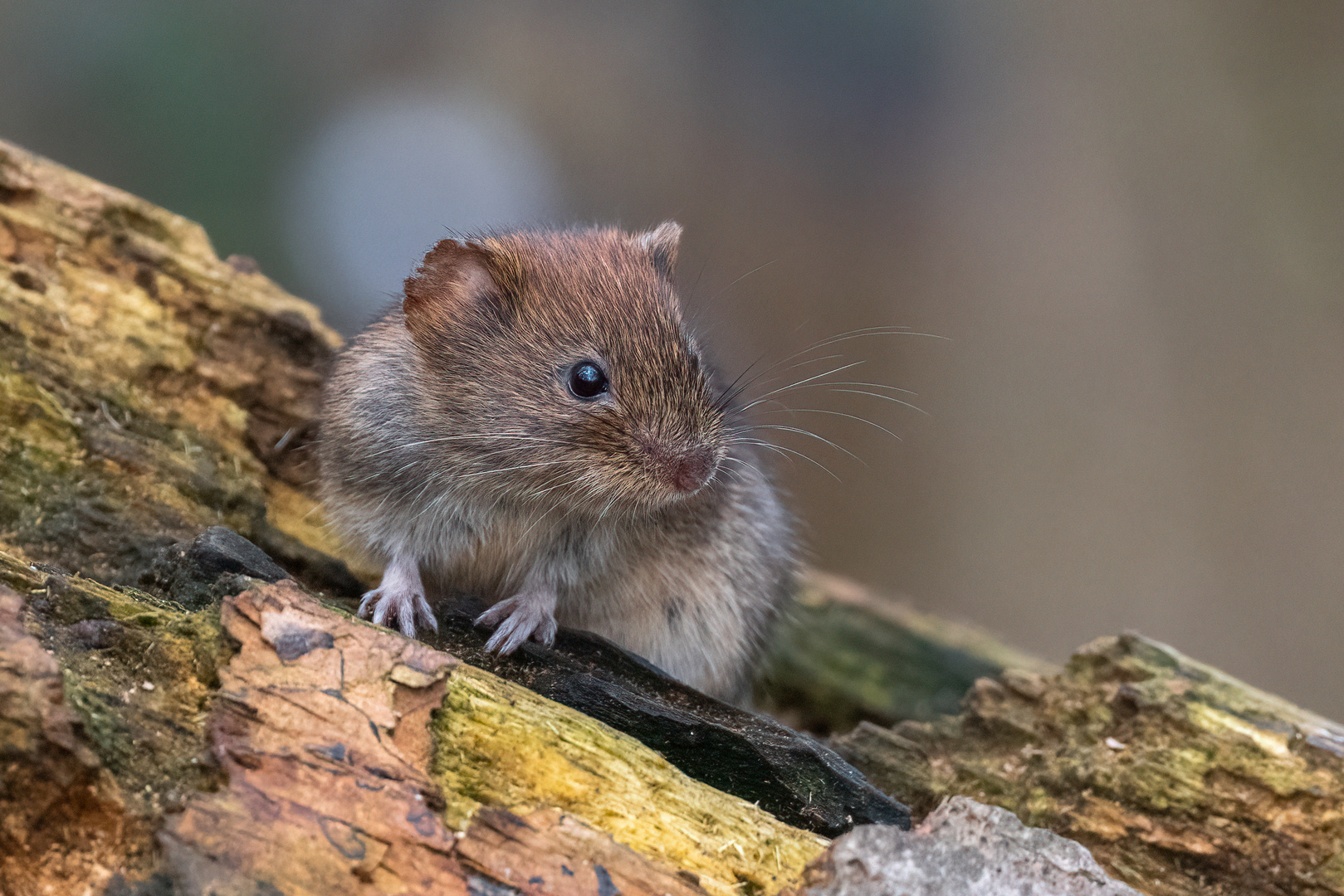 Süße Maus Foto & Bild tiere, wildlife, säugetiere Bilder auf