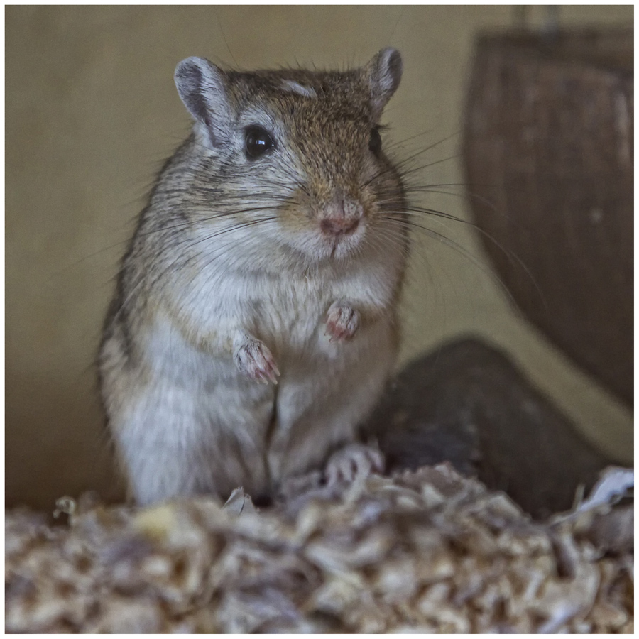 süße Maus Foto & Bild | tiere, haustiere, nagetiere & kaninchen Bilder