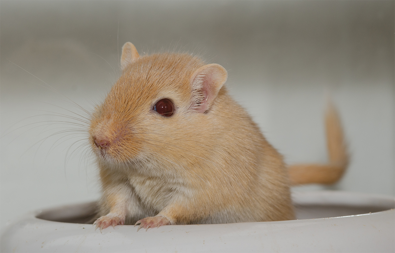 Süße Maus Foto & Bild | tiere, haustiere, nagetiere & kaninchen Bilder