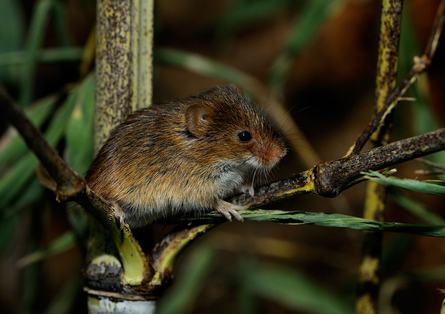 Süße Maus Foto & Bild | tiere, zoo, wildpark & falknerei, säugetiere
