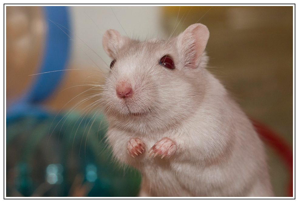 Süße Maus Foto & Bild | tiere, haustiere, nagetiere & kaninchen Bilder