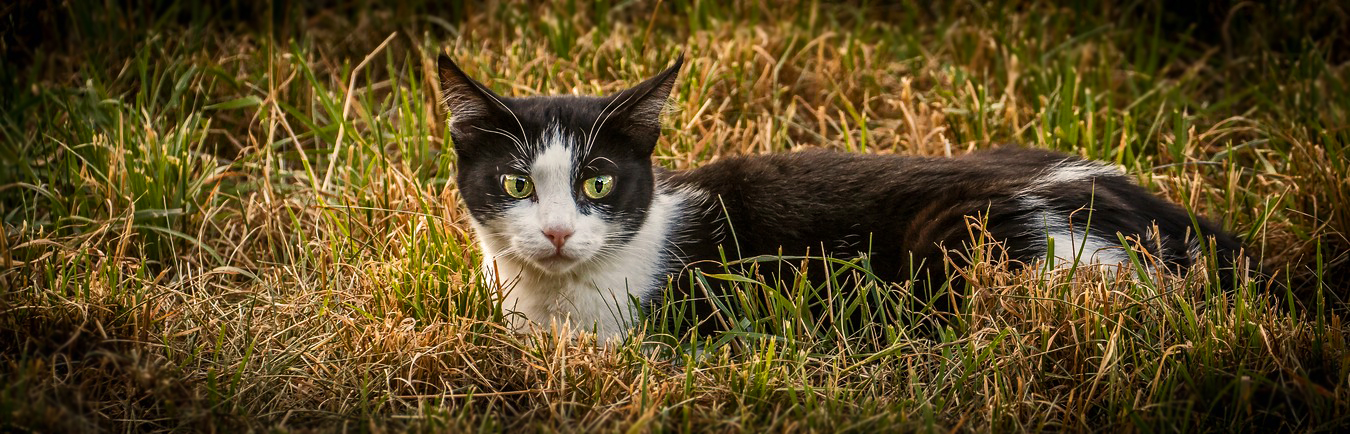 Süsse Miezi auf dem Feld