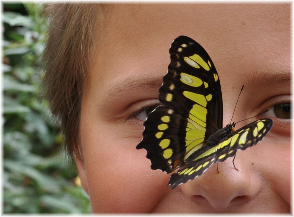 Süße Nase sprach der Schmetterling und lies sich nieder