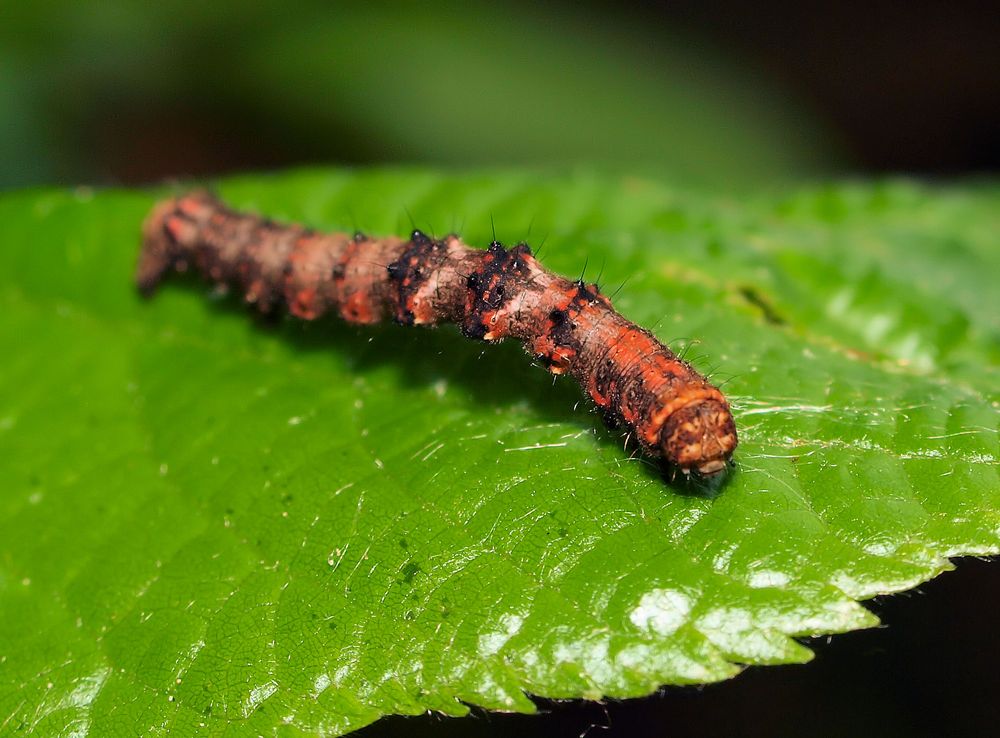 Süsse Raupe.... Foto & Bild | tiere, wildlife, insekten Bilder auf
