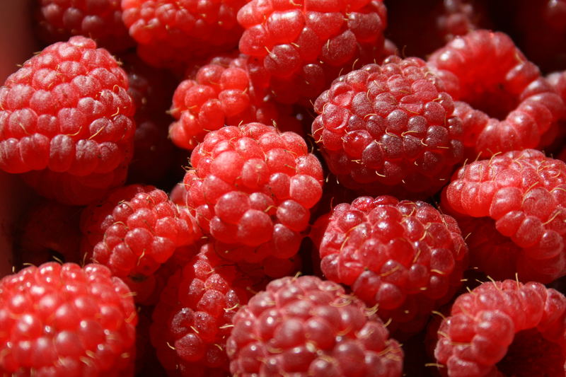 süsse, rote Himbeeren