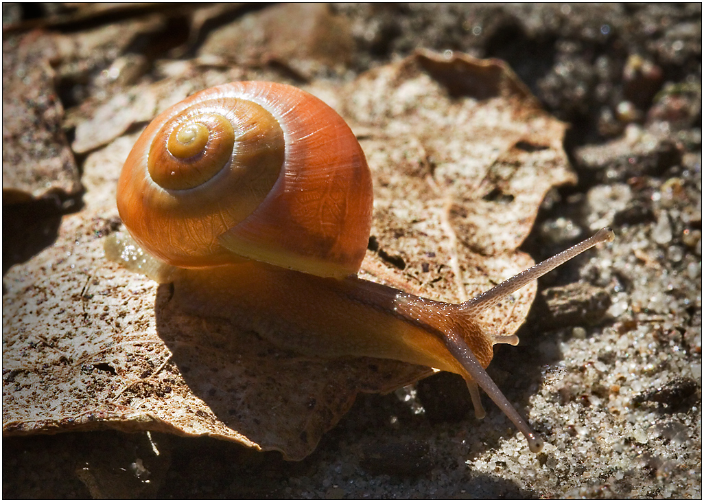 Süße Schnecke! Foto & Bild | tiere, wildlife, schnecken & muscheln