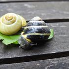 Süße Schnecke