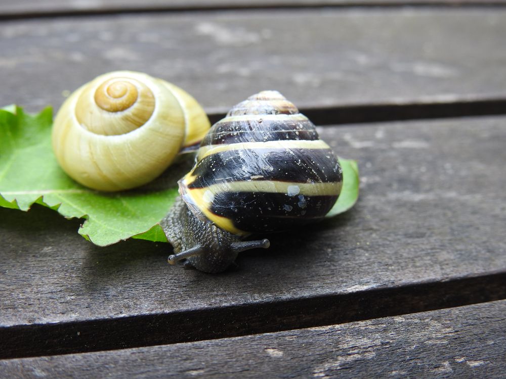 Süße Schnecke Foto & Bild | tiere, wildlife, schnecken & muscheln