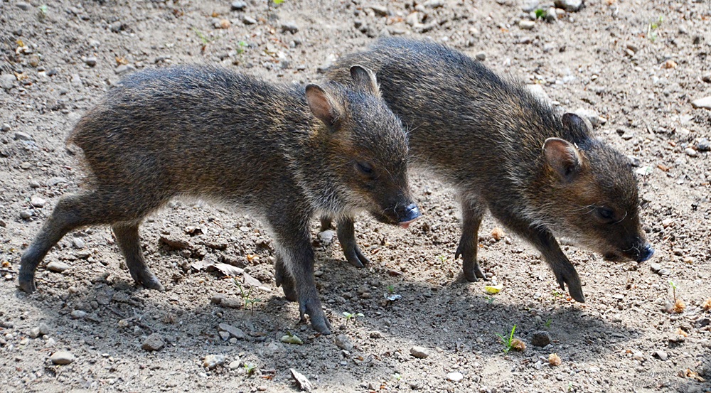 Süße Schweinerei !!!!