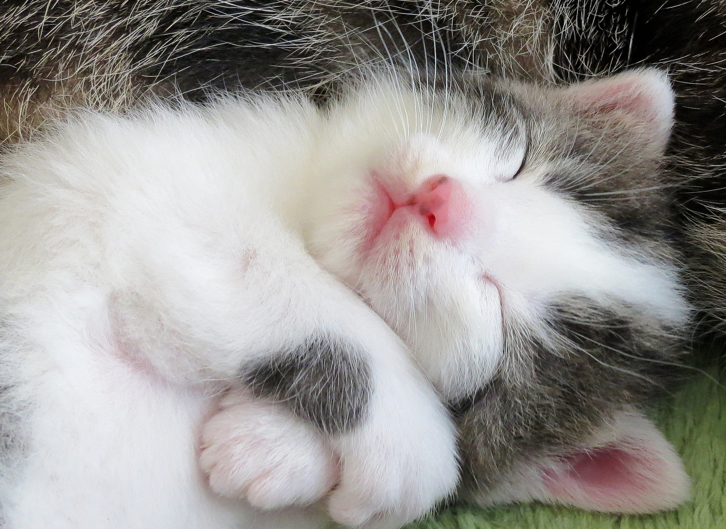süße Träume Foto & Bild natur, katzen, tiere Bilder auf