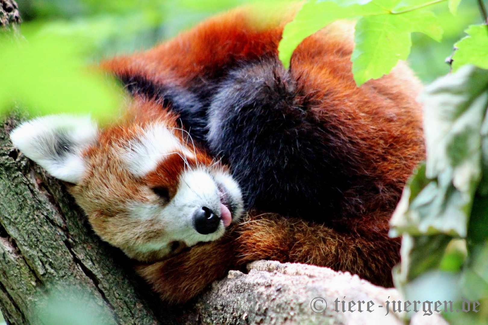 Süße Träume - Roter Panda, Kleiner Panda oder Katzenbär