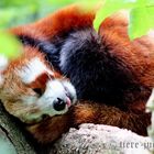 Süße Träume - Roter Panda, Kleiner Panda oder Katzenbär