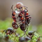 Süße Tropfen im Ameisenreich