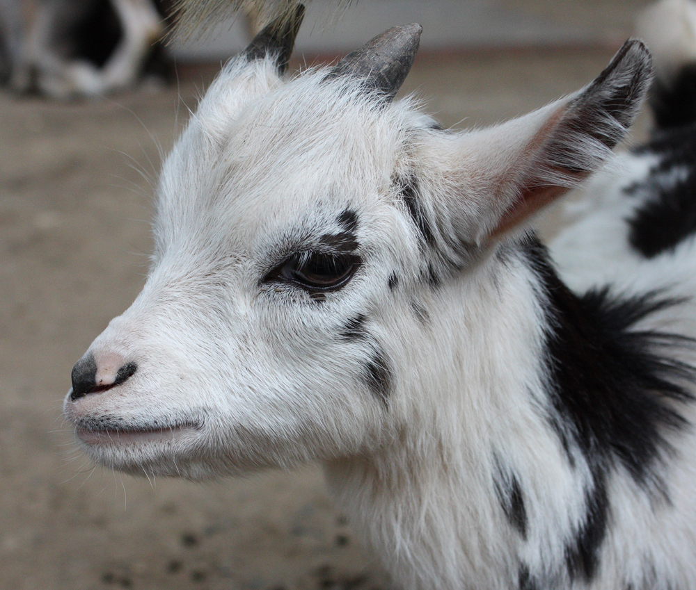 Susse Ziege Foto Bild Tiere Zoo Wildpark Falknerei Saugetiere Bilder Auf Fotocommunity