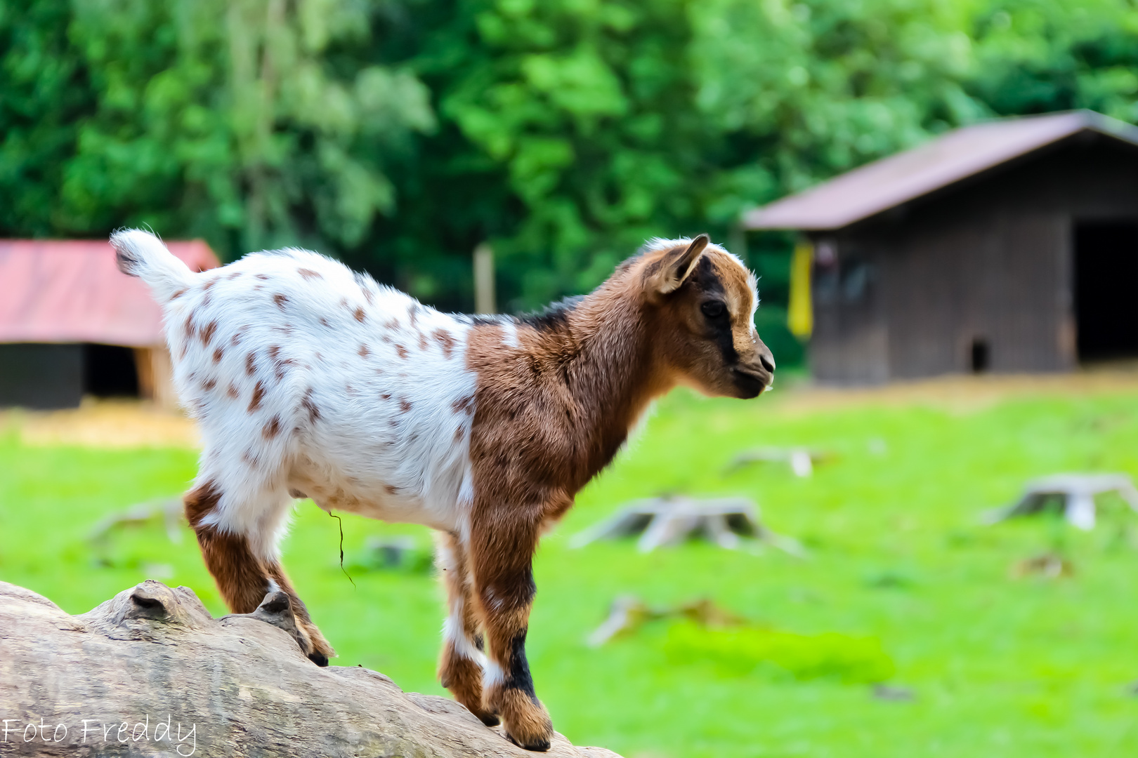 Susse Ziege Foto Bild Tiere Zoo Wildpark Falknerei Saugetiere Bilder Auf Fotocommunity