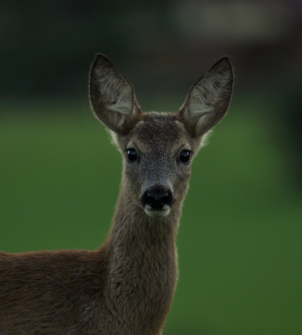 süßer besuch