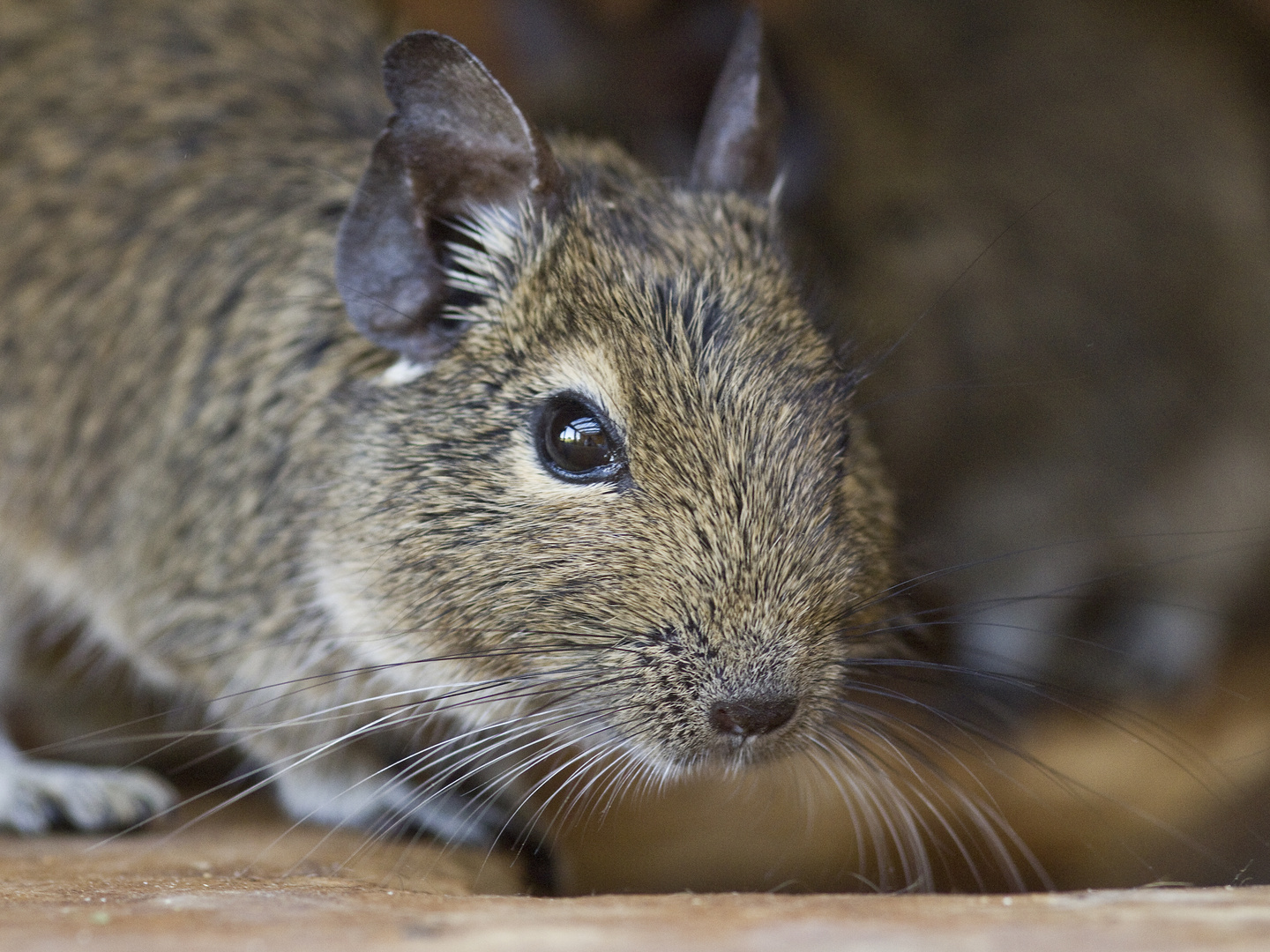 süßer Degu