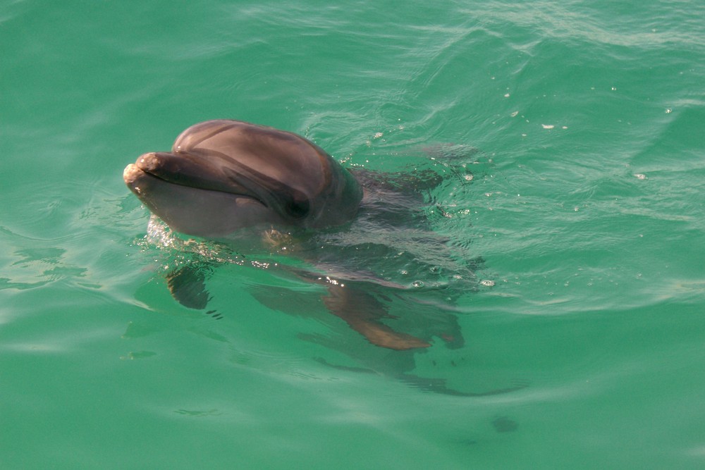 Susser Delphin Foto Bild Tiere Wildlife Fische Bilder Auf Fotocommunity