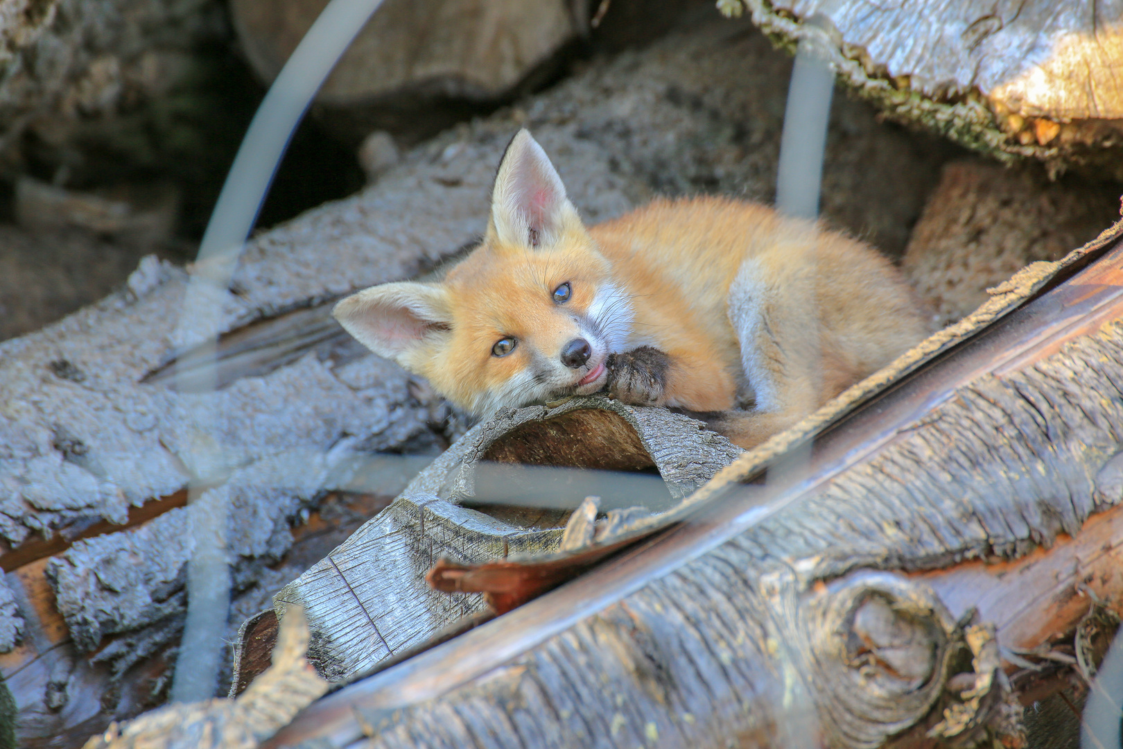 süßer Fuchs