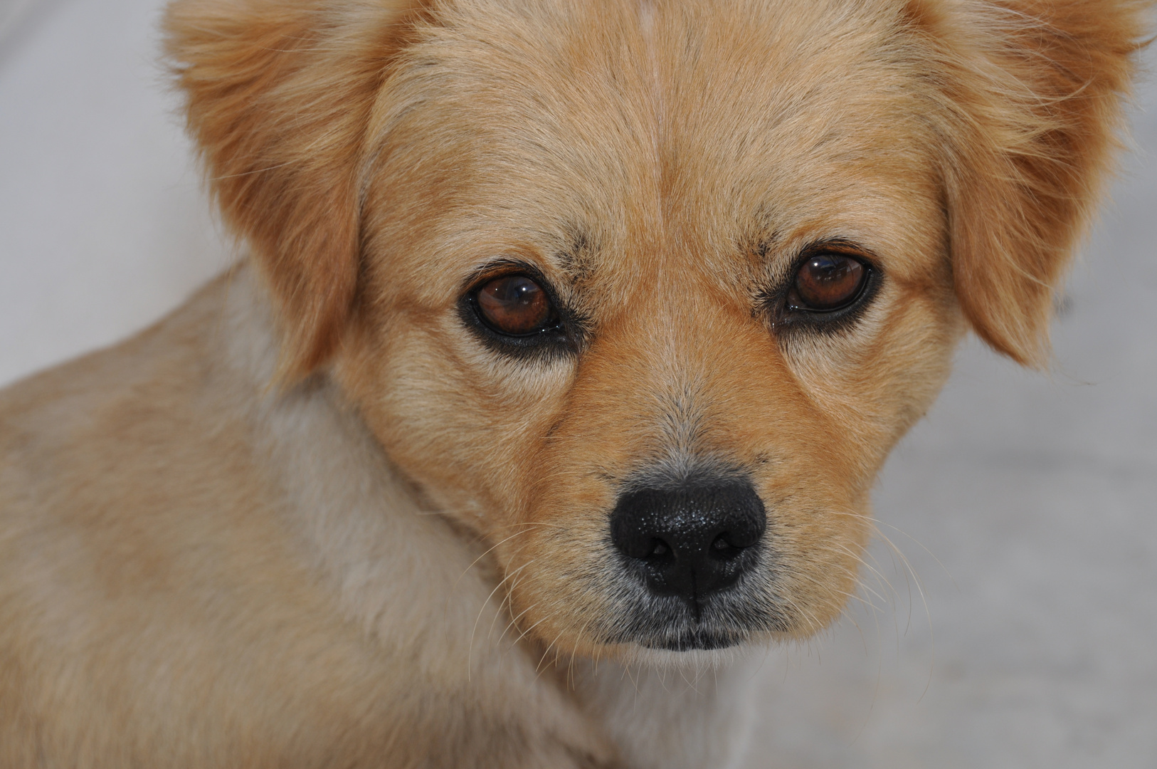 süßer Hund Foto & Bild | tiere, haustiere, hunde Bilder auf fotocommunity
