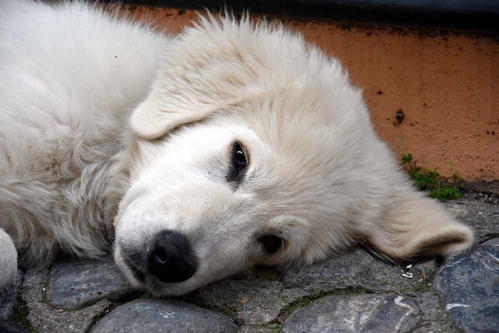 Süsser Hund