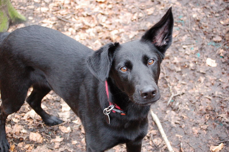 süsser Hundeblick