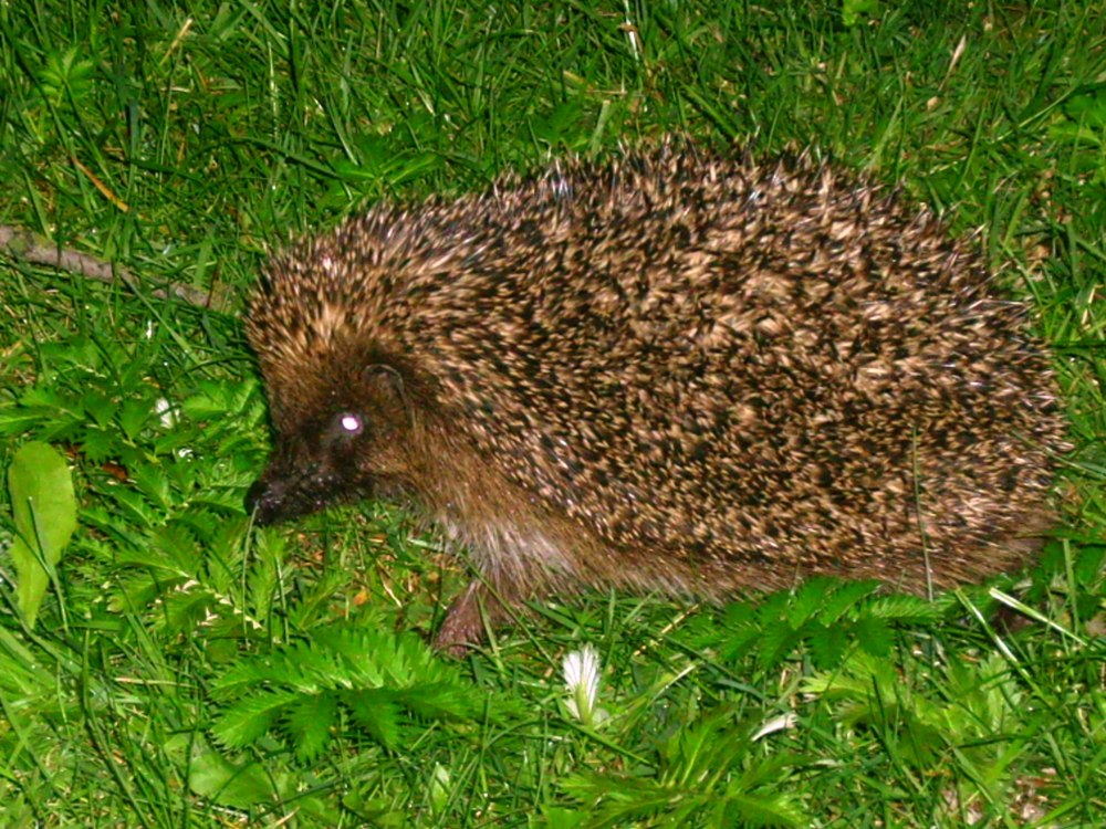 süßer igel