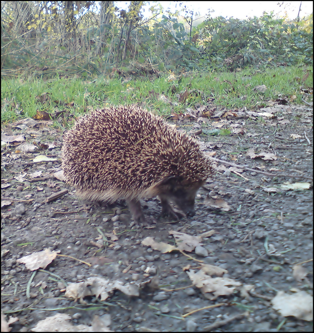 Süßer Igel ;)