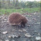 Süßer Igel ;)