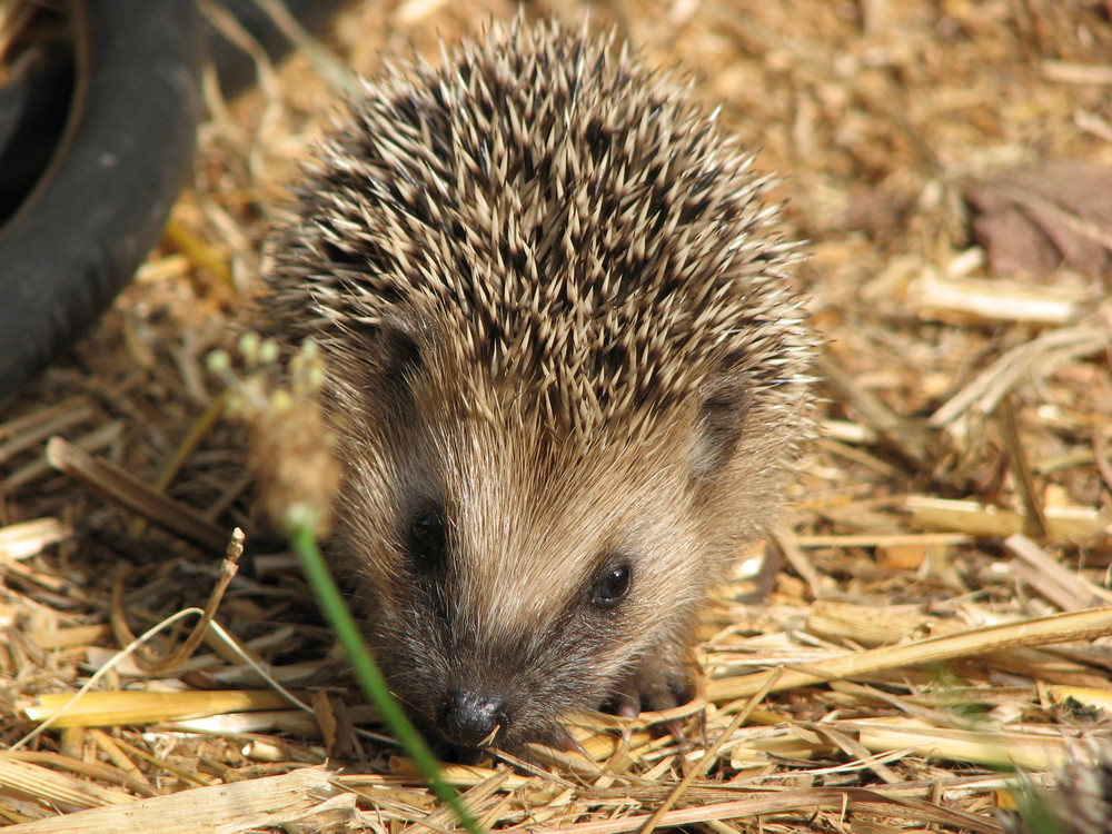 Süßer kleiner Igel