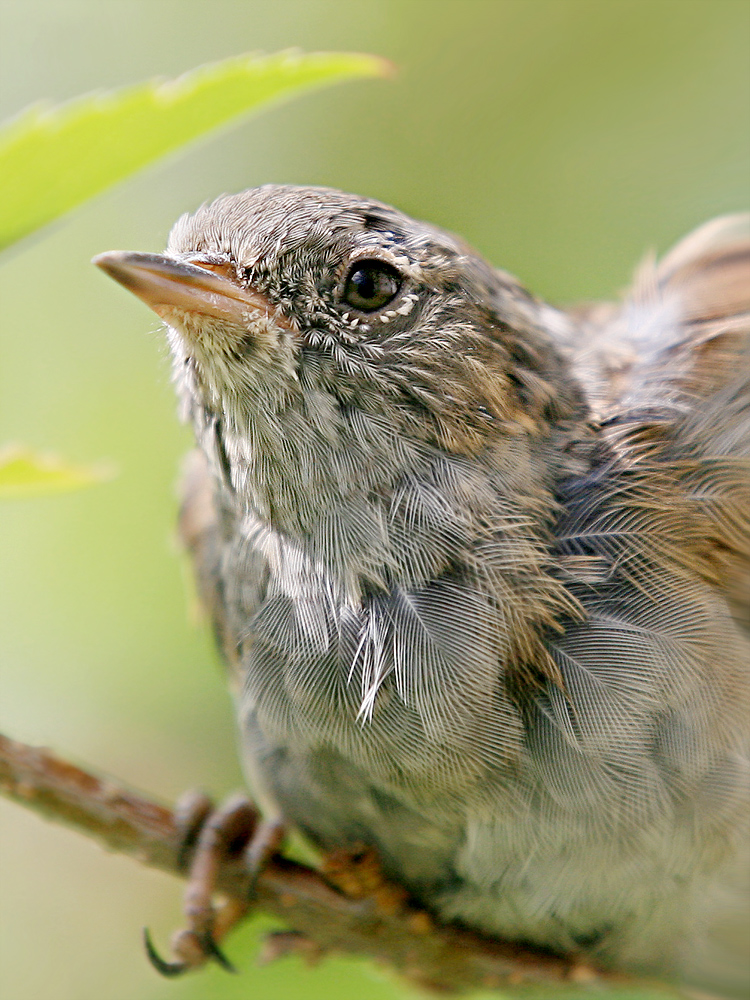 süßer kleiner Spatz