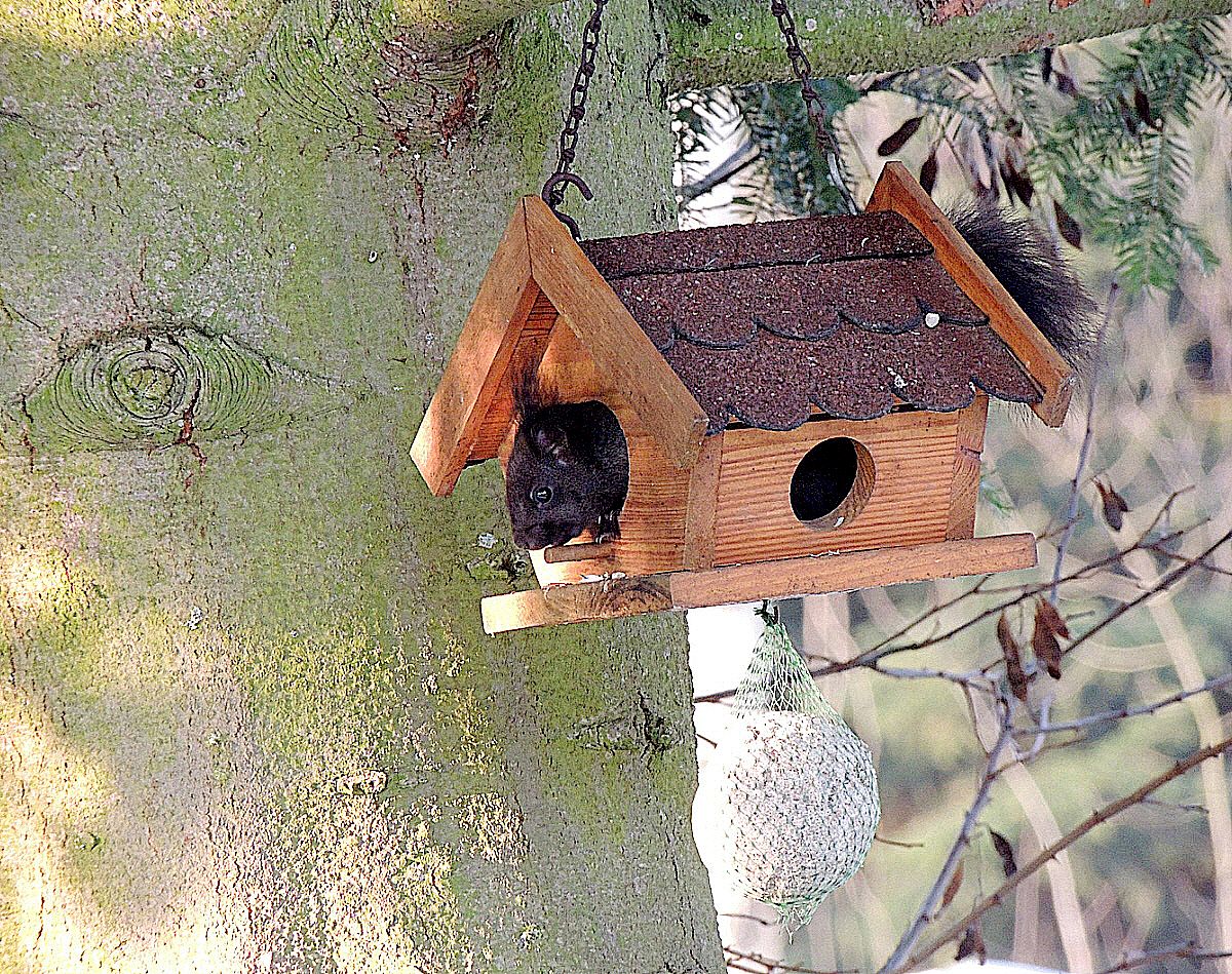 süßer kleiner Waldkobold 