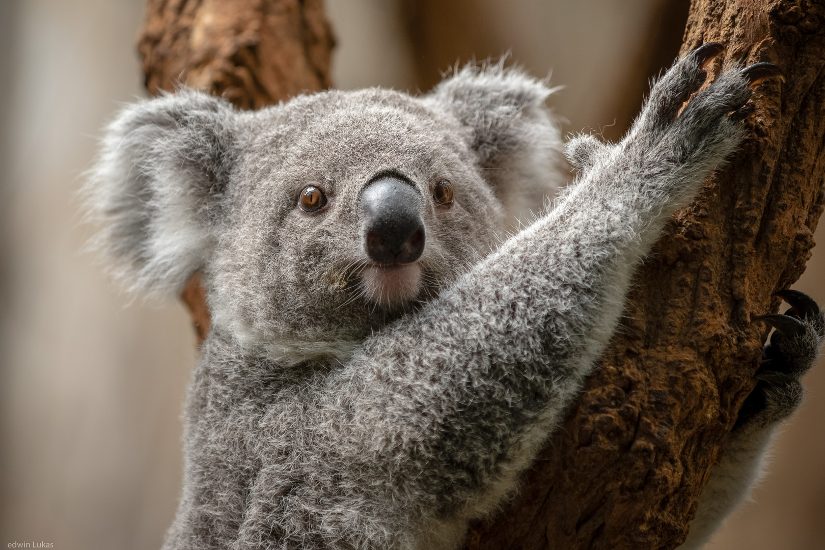Süßer Koala