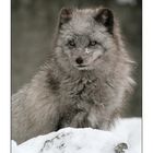 Süßer Polarfuchs