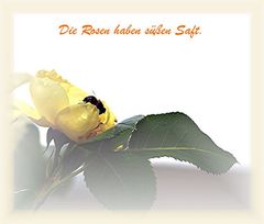 Süßer RosenSaft