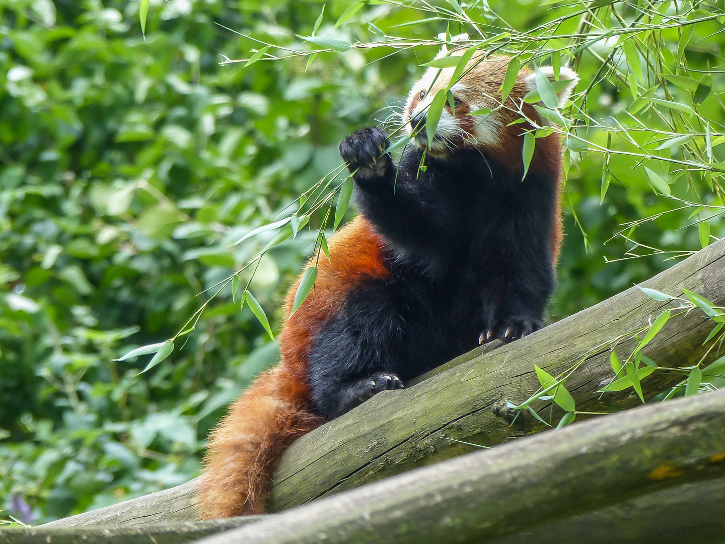 Süßer roter Panda