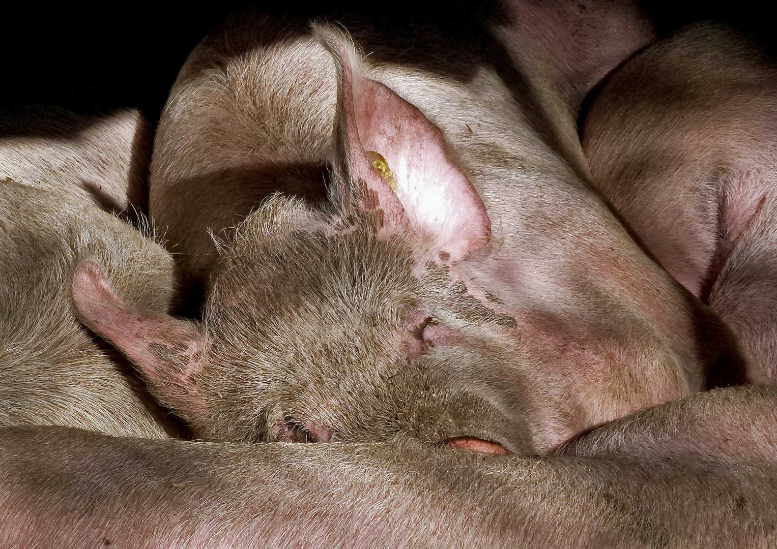 Süsser Schlaf im Kreise der Lieben! - Le sommeil du juste..!