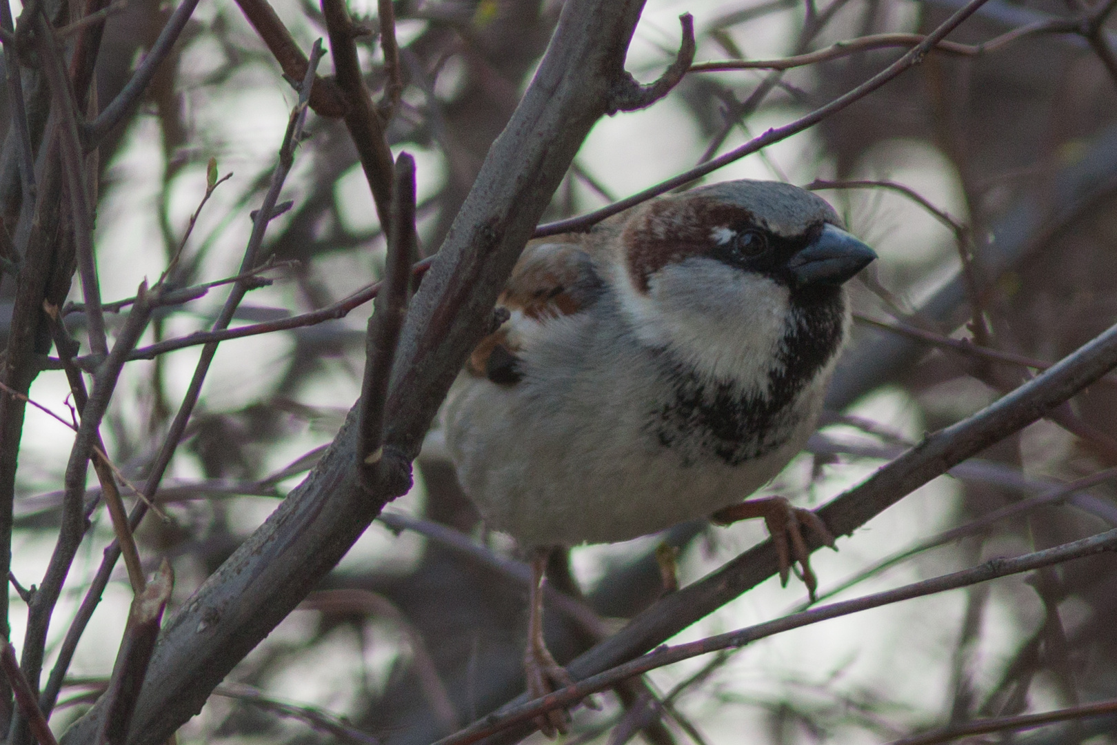 Süßer Spatz 2