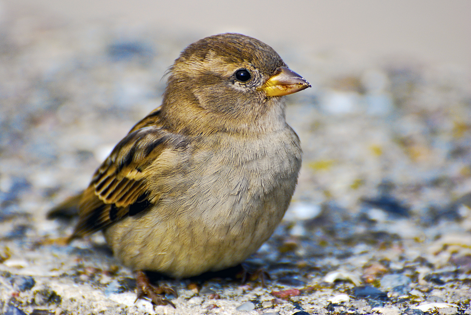 Süsser Spatz