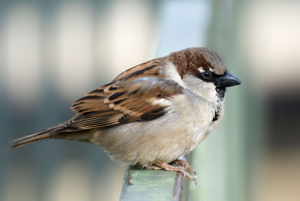 Süßer Spatz Foto & Bild | tiere, wildlife, wild lebende vögel Bilder