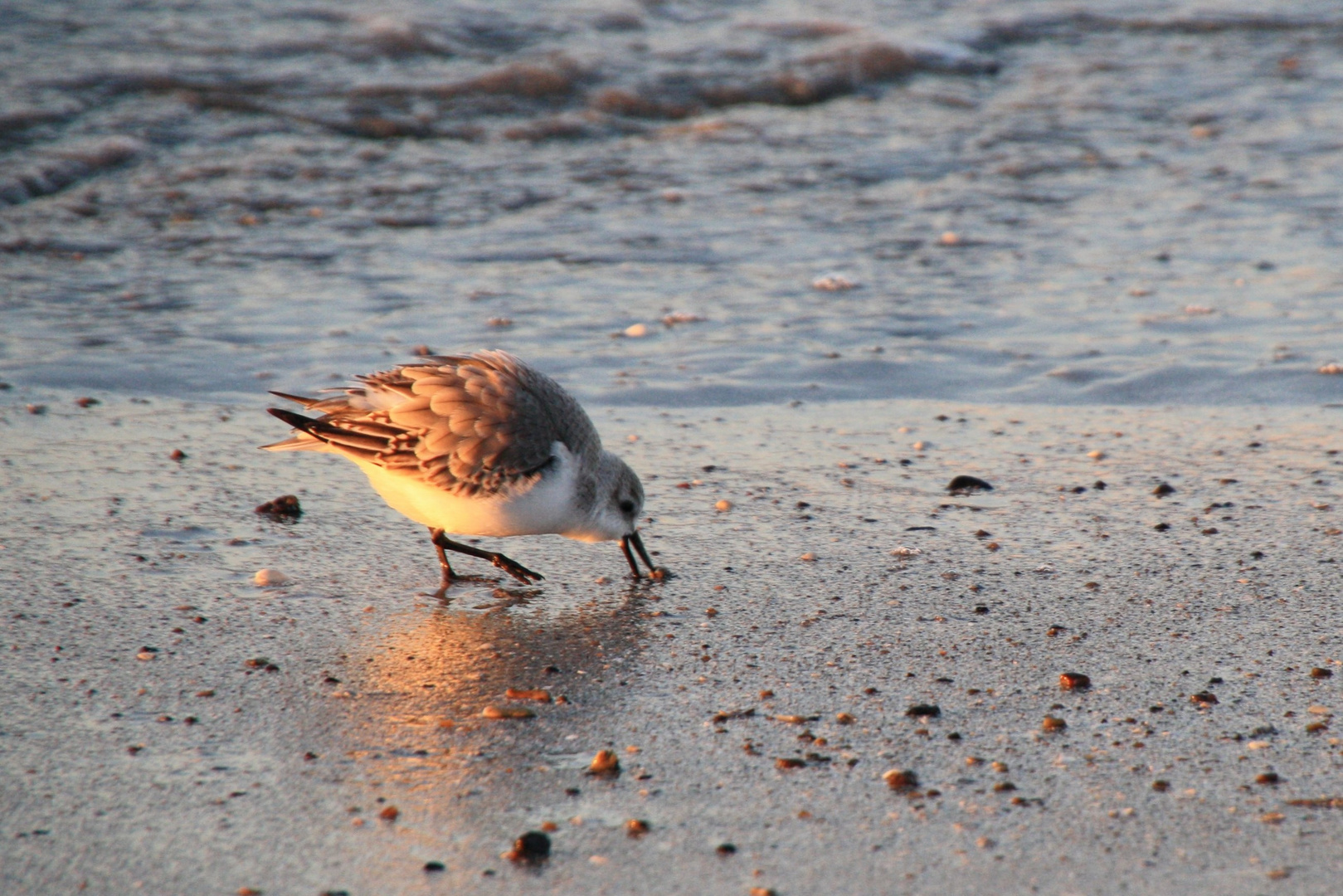 Süßer Strandläufer