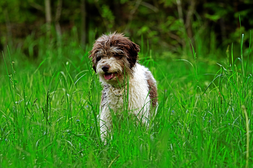 Süßer Trüffelhund