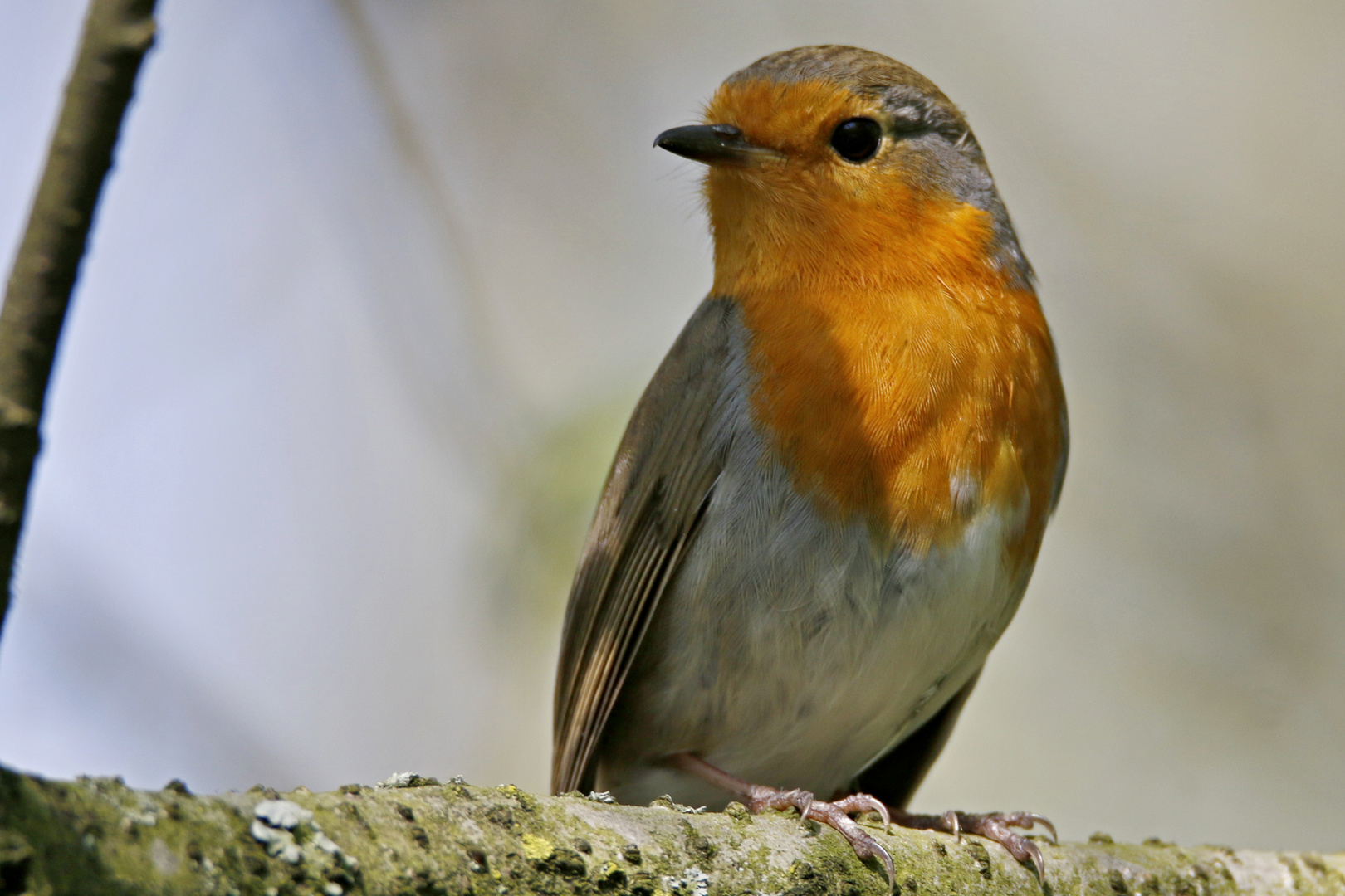 süßer Vogel